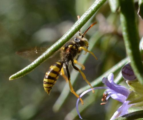 Nomada succincta